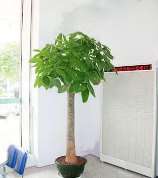 蘇州花卉租賃有什么好處？